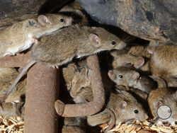 Mice scurry around stored grain on a farm near Tottenham, Australia on May 19, 2021. Vast tracts of land in Australia's New South Wales state are being threatened by a mouse plague that the state government describes as "absolutely unprecedented." Just how many millions of rodents have infested the agricultural plains across the state is guesswork. (AP Photo/Rick Rycroft)