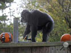 FILE - In this Oct. 21, 2009, file photo, Cobby, a male chimpanzee, plays with pumpkins during the San Francisco Zoo's 'Boo at the Zoo' Halloween celebration in San Francisco. Cobby, the oldest male chimpanzee living in an accredited North American zoo died Saturday, June 5, 2021, at the San Francisco Zoo & Gardens.