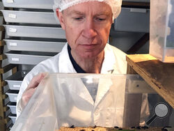Tom Mohan, co-founder of Horizon Insects, examines a tray of Tenebrio molitor beetles at the company’s London insect farm on June 2, 2021. While insects are commonly eaten in parts of Asia and Africa, they're increasingly seen as a viable food source in the West as Earth’s growing population puts more pressure on global food production. Experts say they’re rich in protein, yet can be raised much more sustainably than beef or pork. Regulatory change has also made things easier for European companies looking 