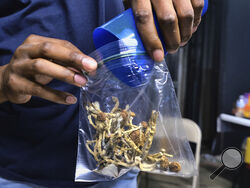 FILE - A vendor bags psilocybin mushrooms at a cannabis marketplace on May 24, 2019, in Los Angeles. California Gov. Gavin Newsom has vetoed a bill aimed at decriminalizing the possession and use of some hallucinogens, including psychedelic mushrooms. The veto, Saturday, Oct. 7, 2023, comes after the Legislature voted to make California the third state to do so. The bill would have removed criminal penalties for the possession and use of psychedelic mushrooms, mescaline and dimethyltryptamine, or DMT. It wo