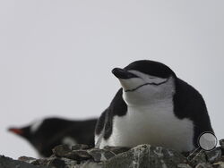 This image provided by Won Young Lee shows wild chinstrap penguins on King George Island, Antarctica. Researchers have discovered that some penguin parents sleep for only seconds at a time around-the-clock to protect their eggs and chicks. Sensors were attached to adult chinstrap penguins in Antarctica for the research. The results published Thursday, Nov. 30, 2023 show that during the breeding season, the penguins nod off thousands of times each day but only for about four seconds at a time. (Won Young Lee