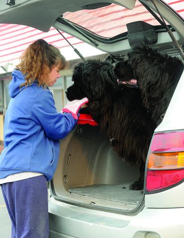 April Gnall of Barnesville wipes the faces of her Newfoundlands after some ice cream.