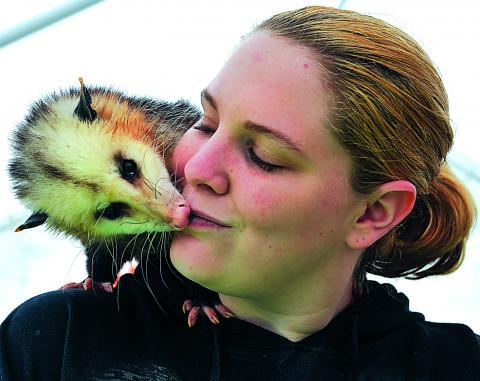 Zippo, an opossum found alongside a roadway as a newborn, kisses the mouth of his owner, Jessica Exley, at a petting booth stand during the Benton Memorial Powwow Saturday at Camp Lavigne. Exley is the owner of Endless Dreams Animal Rescue and bottle fed Zippo when he was found.