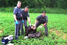 Police stand over David Sweat after he was shot and captured near the Canadian border Sunday, June 28, 2015, in Constable, N.Y. Sweat is the second of two convicted murderers who staged a brazen escape three weeks ago from a maximum-security prison in northern New York. His capture came two days after his escape partner, Richard Matt, was shot and killed by authorities. (AP Photo)