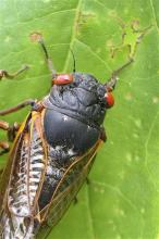 Any day now, cicadas with bulging red eyes will creep out of the ground after 17 years and overrun the East Coast with the awesome power of numbers. Big numbers. Billions. Maybe even a trillion. For a few buggy weeks, residents from North Carolina to Connecticut will be outnumbered by 600 to 1. Maybe more. And the invaders will be loud. A chorus of buzzing male cicadas can rival a jet engine.(AP Photo/University of Connecticut, Chirs Simon)