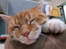 This Nov. 2011, photo shows Daniel, a cat with two extra toes on each of his feet, at the Milwaukee Animal Rescue Center. In 2011, the shelter started asking for $26 donations — $1 for each of the cat's toes — for a new building after finding out rent was doubling. Center owner Amy Rowell says they raised $120,000 and bought a Greenfield building, with Daniel as the mascot. But fundraising has dried up and they are losing too much money in property maintenance and overhead. (AP Photo/Carrie Antlfinger)