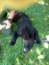 This bear was knocked unconscious by two tranquilizer darts after roaming through Bloomsburg on Wednesday. (Press Enterprise/M.J. Mahon)