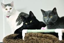 Three juvenile cats sit near each other in a room at the Animal Resource Center in Eyers Grove. 