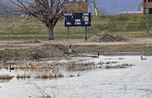  A pair of ducks and pair Canadian geese make use of the ponding water along the new flood wall in Bloomsburg Thursday afternoon as the town evaluates what to do next with the area. 