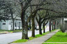 A row of trees with spring buds standing in green grass between a sidewalk and a street.