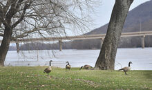 Canada geese search for food along the Susquehanna River bank at Bloomsburg Town Park Monday. The town agreed to a goose roundup this summer of fowl who have settled at the park.