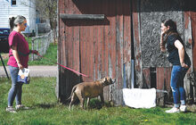 Kate Magni, right, of Friends and Ferals, talks to Bloomsburg Councilwoman Jaclyn Kressler as Magni sets a trap in Kressler’s West Pine Ave. neighborhood on Sunday afternoon. Kressler’s dog, Georgia, also takes an interest in the project. 