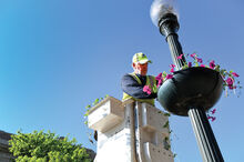 Bloomsburg Town crew employee Wayne Creasy  plants flowers in the light post rings in front of the Columbia County Courthouse along Main Street in Bloomsburg early Tuesday morning.  Workers will be filling the rings though out the area this week.