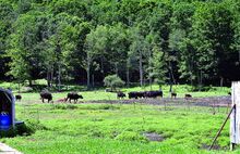 Press Enterprise/Bill Hughes Some of William Marshall’s cattle graze in a pasture behind his Union Township home on Wednesday. 