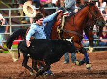  May Troop Miller sides off his horse on to a steer in the steer wrestling event and would end up with a time of 7.5 seconds during the Benton Rodeo Thursday night. The rodeo runs through Sunday at the rodeo grounds. 