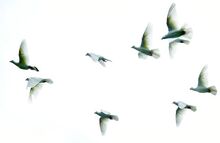 A coterie of Brent Crispell’s doves circle over his South Centre Township backyard on Tuesday. 