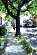 The roots of a maple tree along Jefferson Street, between Anthony Ave. and Third Street, have pushed up the sidewalk, as seen on Tuesday.  The spaces between the sidewalk squares have been patched with cement.