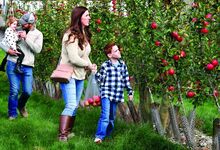 David Tomko, 7, and his mom, Samantha, look for apples along a row of Ludacrist apple trees in a pick-your-own section of Heller’s Orchard, Wapwallopen, during the 34th annual Apple Festival on Sunday. Behind them are the rest of the family, Ellie, 2, and dad, David, all of Sugar Notch. 