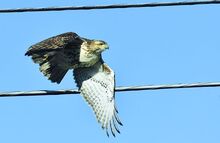 A red-tailed hawk leaves a set up utility wires while hunting in a field in Espy Wednesday. 