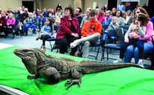 An iguana stretches out on a display table at the Lightstreet United Methodist Church during a Clyde Peeling Reptiland traveling animals presentation to children and parents for the vacation Bible school extension gathering on Thursday evening. 