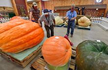 Brian Campbell, Bloomsburg Fair superintendent of agriculture, right, works with his crew to move the giant pumpkins while doing the weigh-ins Friday afternoon on the first day of the 2021 fair.