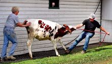 Jan Jurbala, Orangeville, pushes and Daniel McDonald, Jerseytown, pulls a stubborn red-and-white Holstein spring calf into a cattle barn at the 