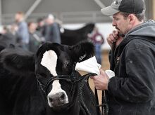 Nathan Brenize stands with Rose in the Equine Arena Friday as cattle judging gets underway at the Pennsylvania Farm Show Complex and Expo Center in Harrisburg. Brenize was holding the bovine for his son, who was already in the judging ring. The 107th Pennsylvania Farm Show kicks off today and runs through next Saturday. Traffic stop leads to pot